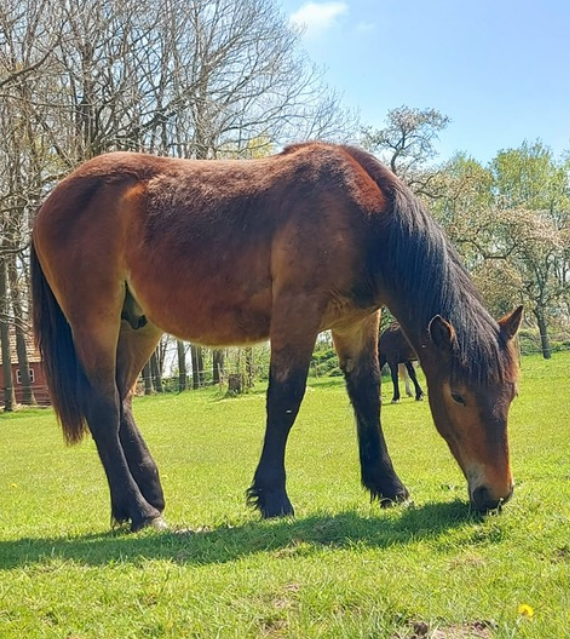 Horizont Vulkan XVIII