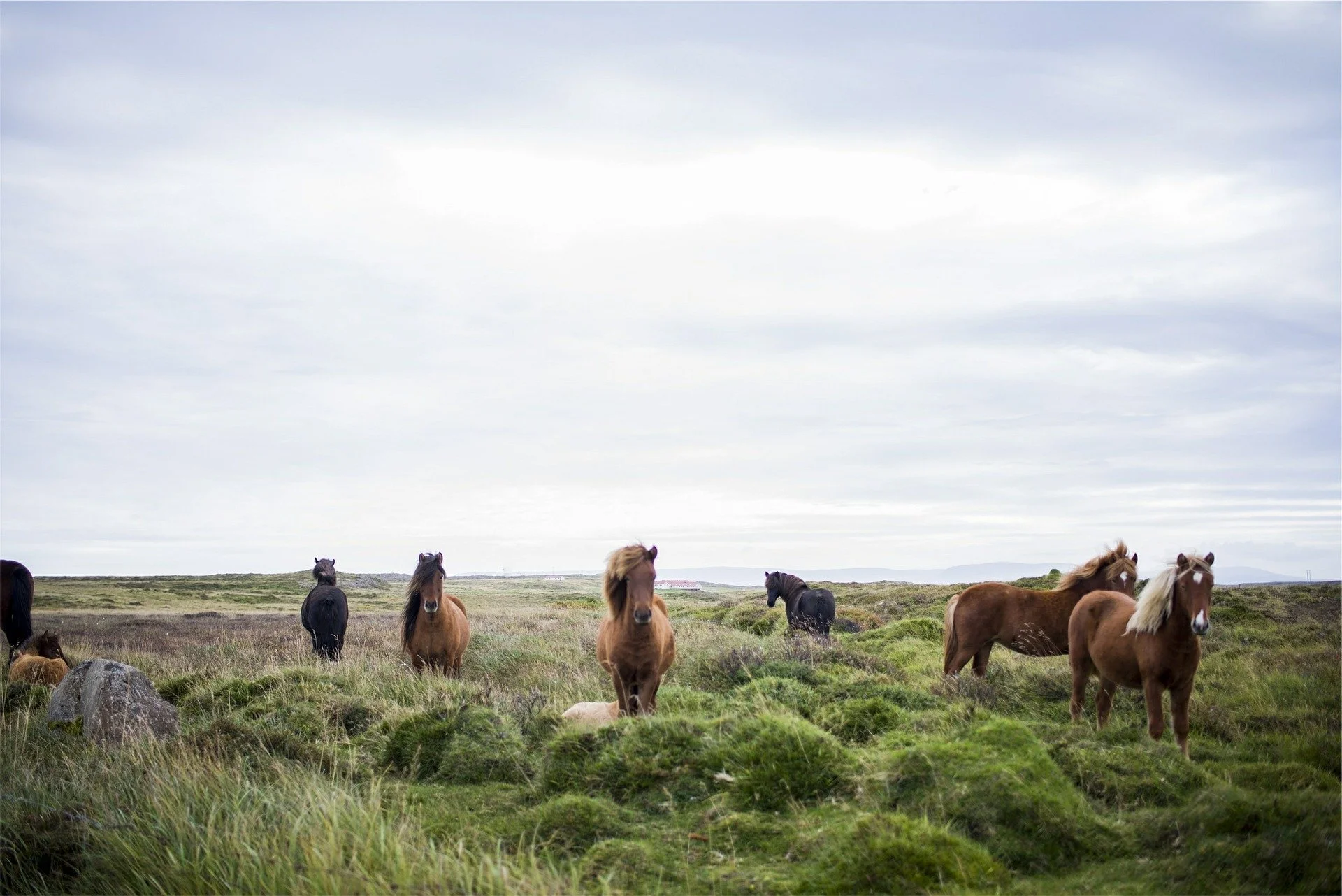 horses-593163_1920.jpg