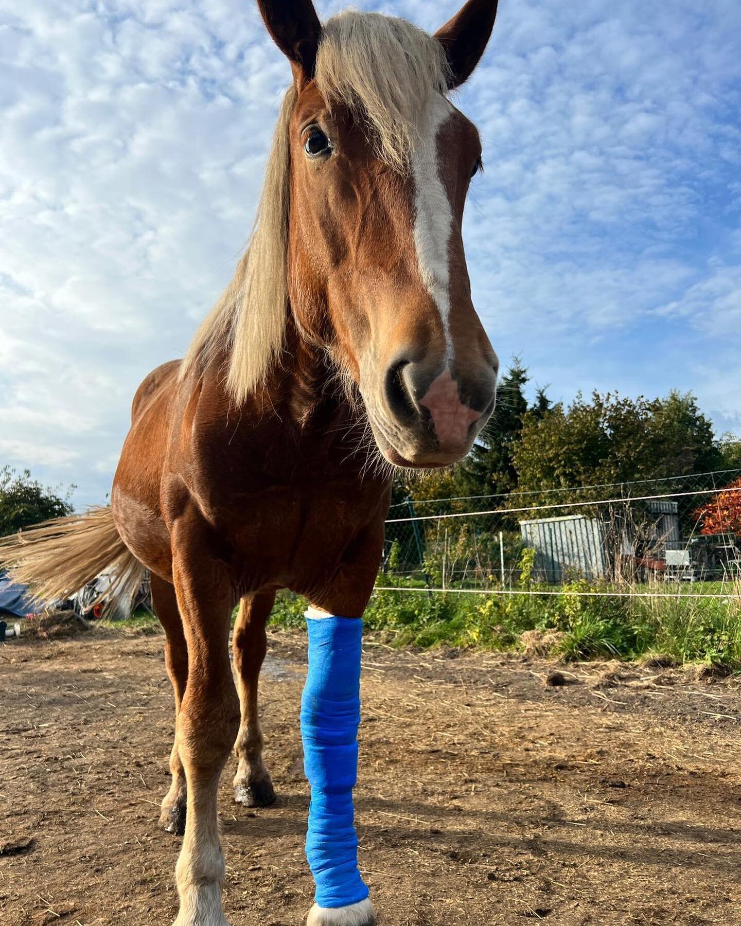 Sorgenkind sucht End-oder Pflegeplatz &ndash; denn wieviel Pech kann ein kleiner Norikerwallach haben? 😔
Was musste der kleine Blickfang nicht alles schon erleben in seinem noch so jungen Leben.Letztes Jahr haben wir ihn auf der Auktion vor der Schl