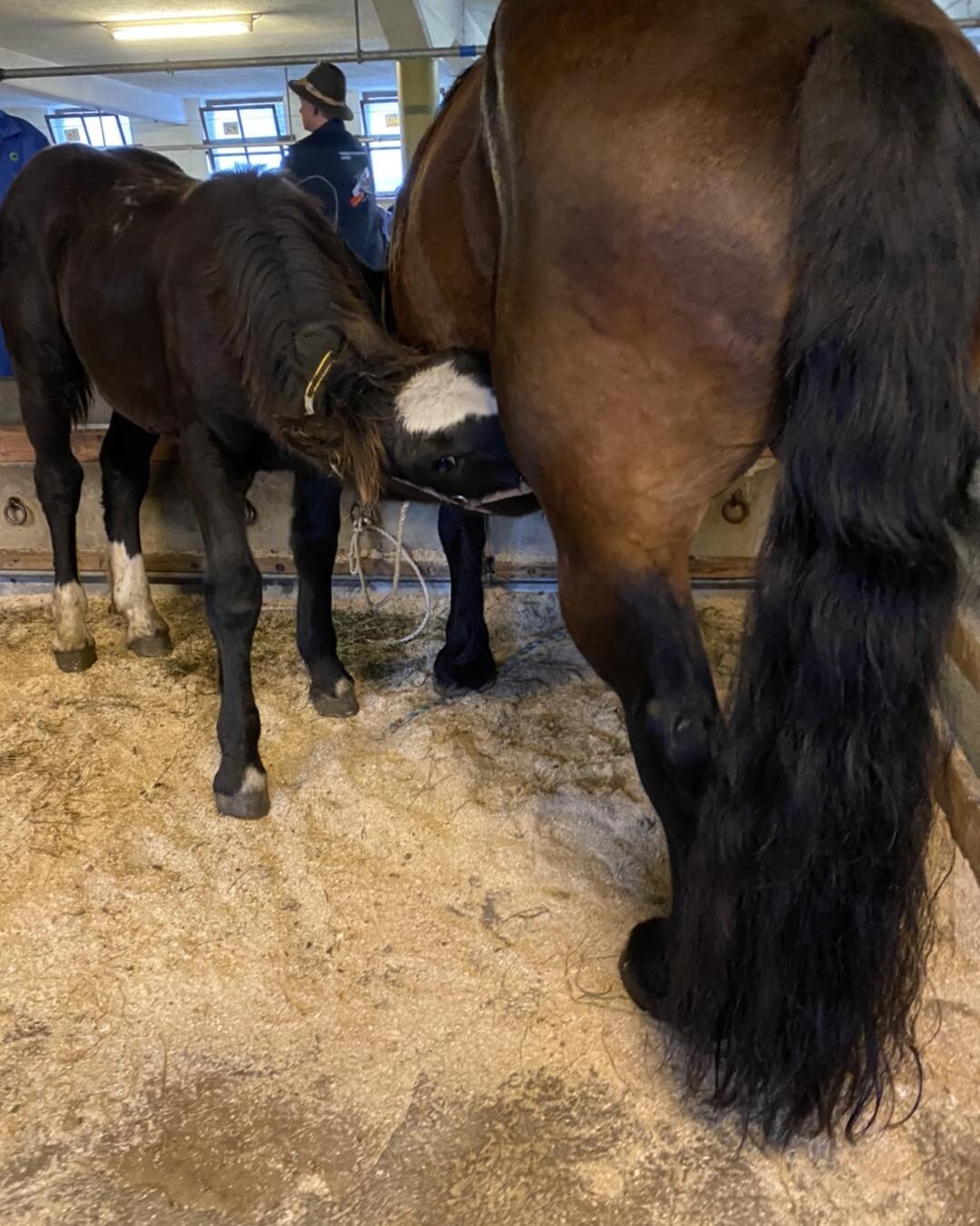 Maishofen 2022🍀
Wir sind zur&uuml;ck und haben auf der Auktion 17 Pferde ersteigern k&ouml;nnen.
(&Uuml;ber 30 Noriker und 6 Haflinger in diesem Herbst bis jetzt)
Es hat sich einiges ver&auml;ndert, zum Positiven wie wir finden.
Viele Z&uuml;chter h