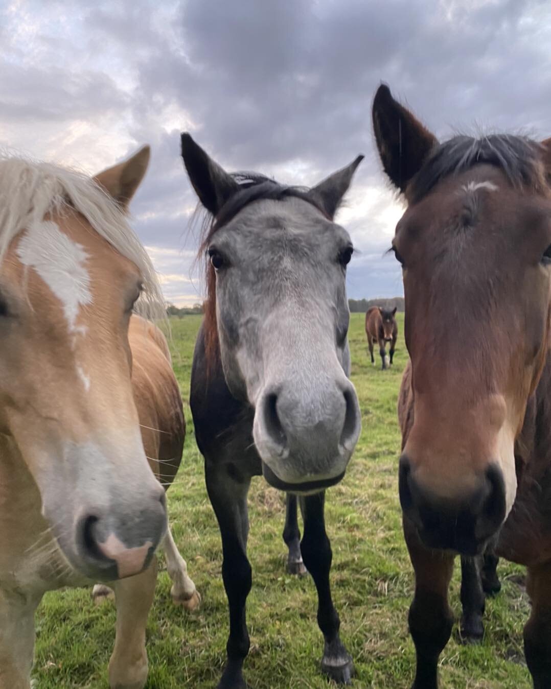 Hilfe! 
Wir platzen quasi schon fast aus allen N&auml;hten und uns erreichen jeden Tag weitere Anfragen zur Rettung schlachtgef&auml;hrdeter Fohlen 🐎.
Wir sind nat&uuml;rlich &uuml;bergl&uuml;cklich ☺️, dass uns die Z&uuml;chter mittlerweile direkt 