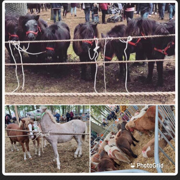 Heute Nacht war es wieder soweit.
Einige unseres Teams haben sich auf den Weg in die Niederlande gemacht.

Denn ab 06.00 Uhr startet in Hedel der letzte Pferde- und Ponymarkt.

Wir wissen wieder einmal nicht, was uns erwarten wird. Aber wir sind da.
