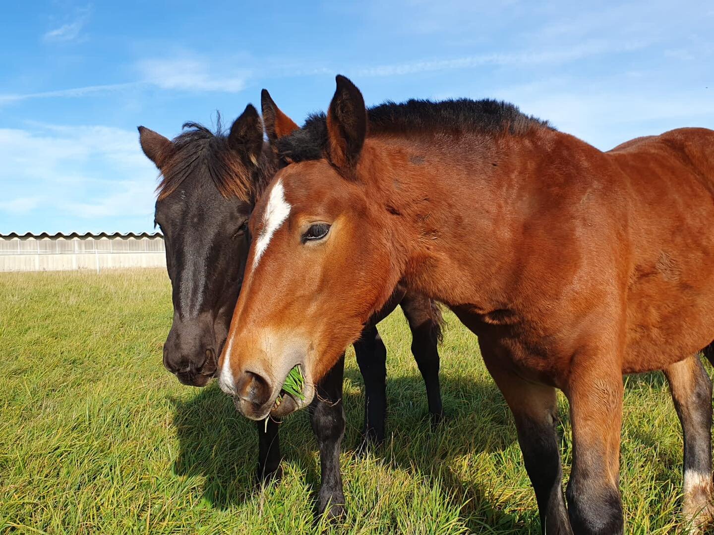 Romy (braun) und Finja( schwarz) haben wir auch aus Maishofen mitnehmen k&ouml;nnen und sie warten nun auf ihrer Pflegestelle in 08373 auf ihren Menschen!🥰
Es sind wunderbare Norikerfohlen, die den Trubel und das Absetzen gut &uuml;berstanden haben.