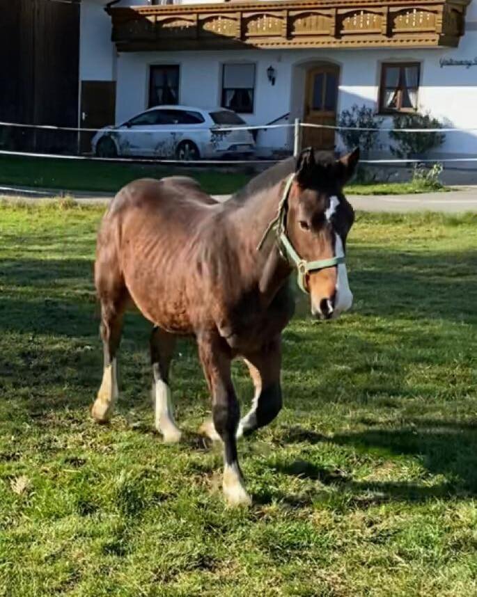 Samuel Vulkan unser am Anfang noch etwas sch&uuml;chterne Noriker Hengst sucht seinen Herzensmenschen. 🥰
Aktuell lebt er mit seinem Kumpel in 84565 Oberneukirchen.
Toni hat vielleicht schon sein Zuhause gefunden, daher w&uuml;rden wir es uns so w&uu