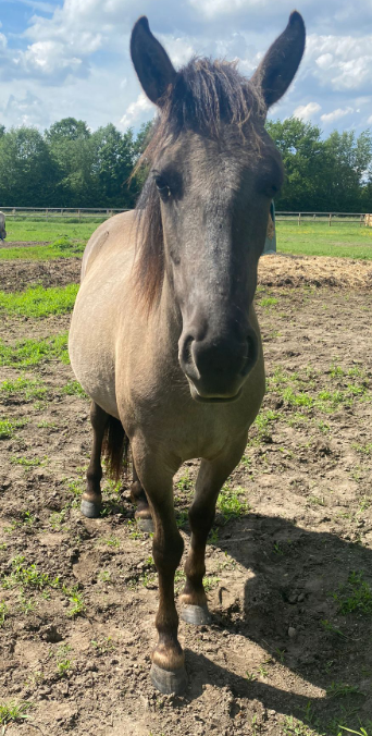 Roosje van Meinerswijk