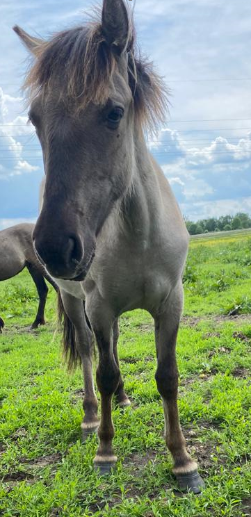 Sanne van de Breidberg