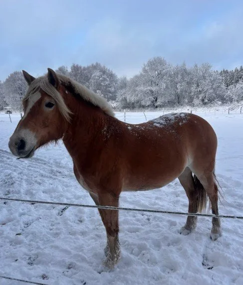 Haflinger-Wallach - VERMITTLUNGSHILFE