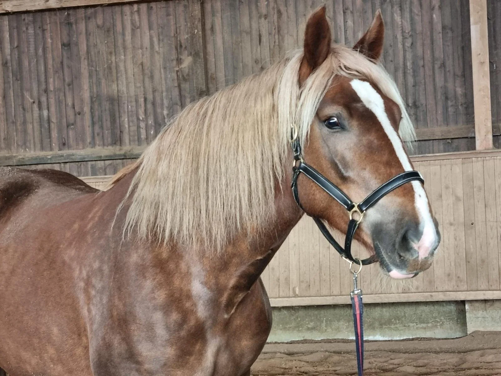 Lea - VERMITTLUNGSHILFE