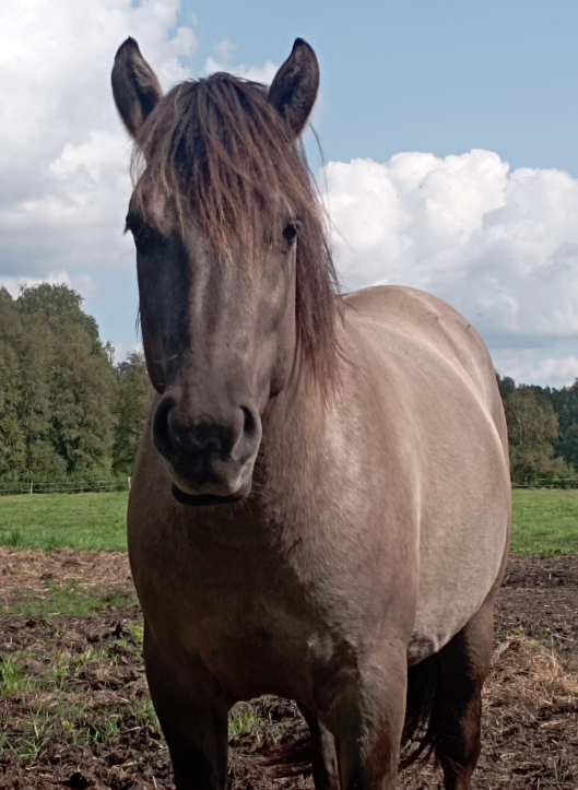 Kweeniemeer van Meinerswijk