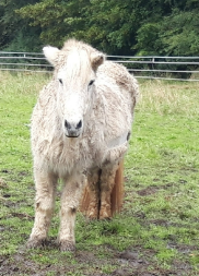 Baradis von Elisenruh