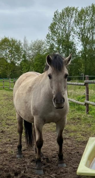 Michelle van Meinerswijk 