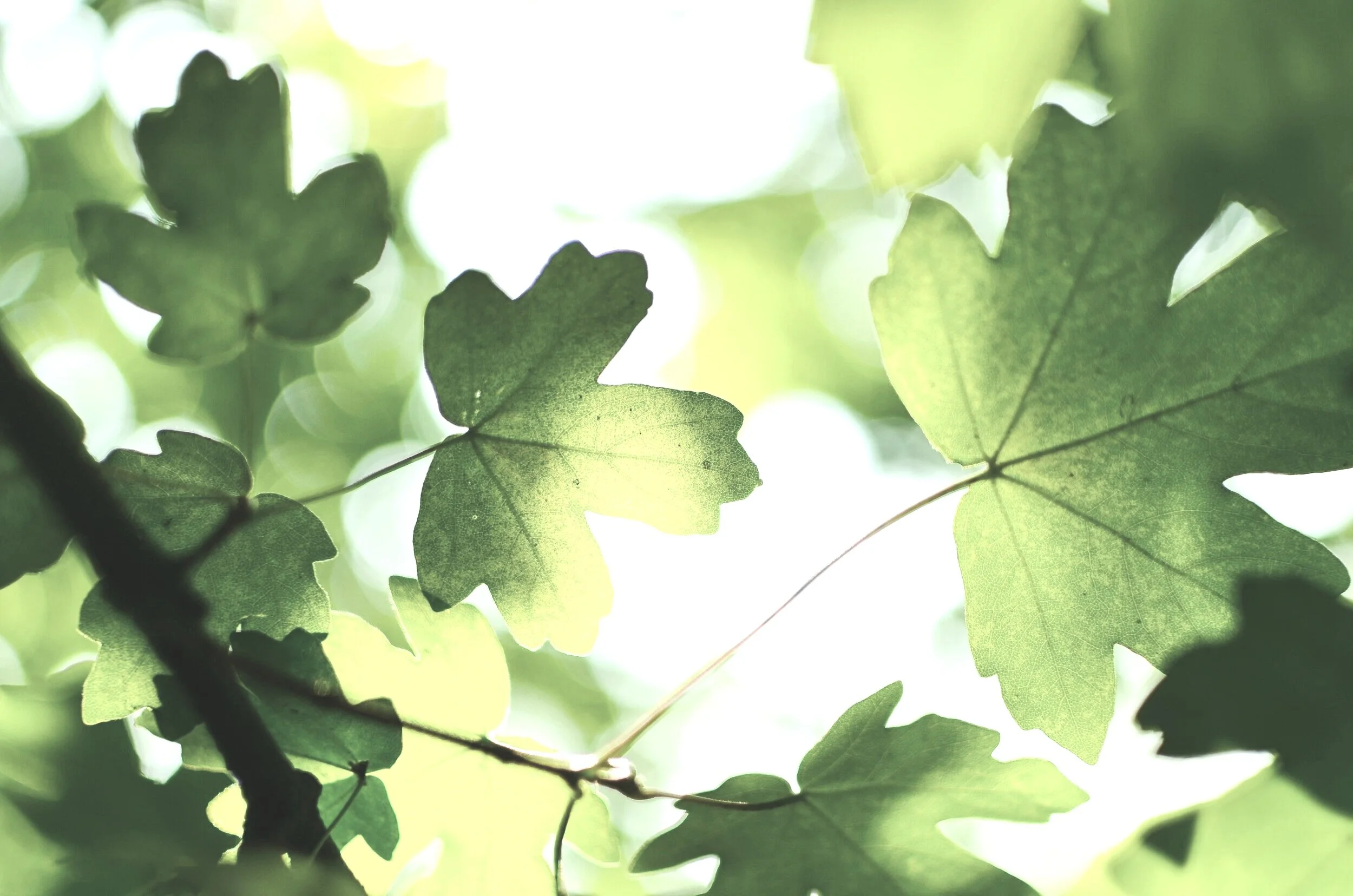 eco Blog