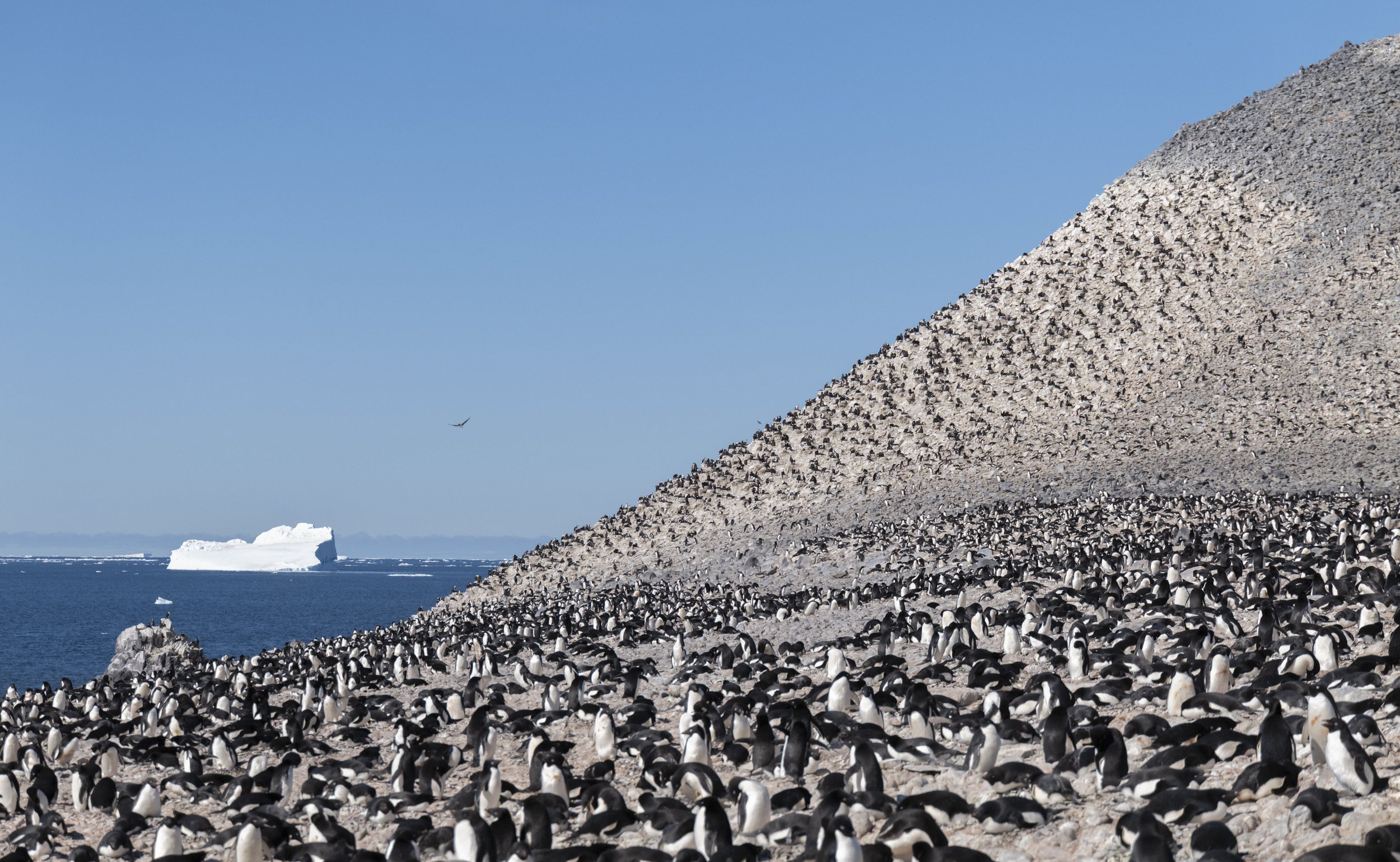 Joseph Seif - Antarctica -1020792.jpg