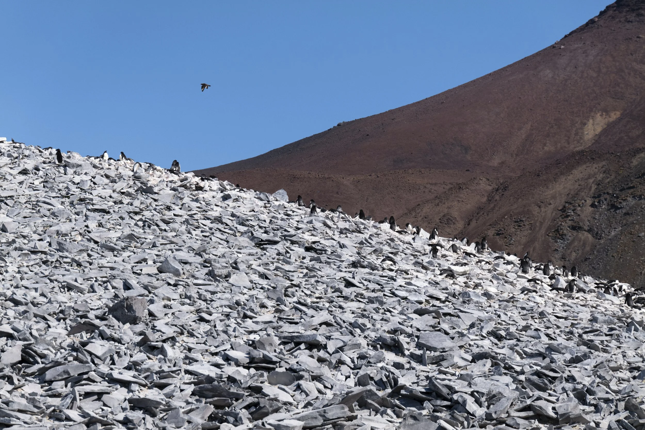 Joseph Seif - Antarctica -1020784.jpg