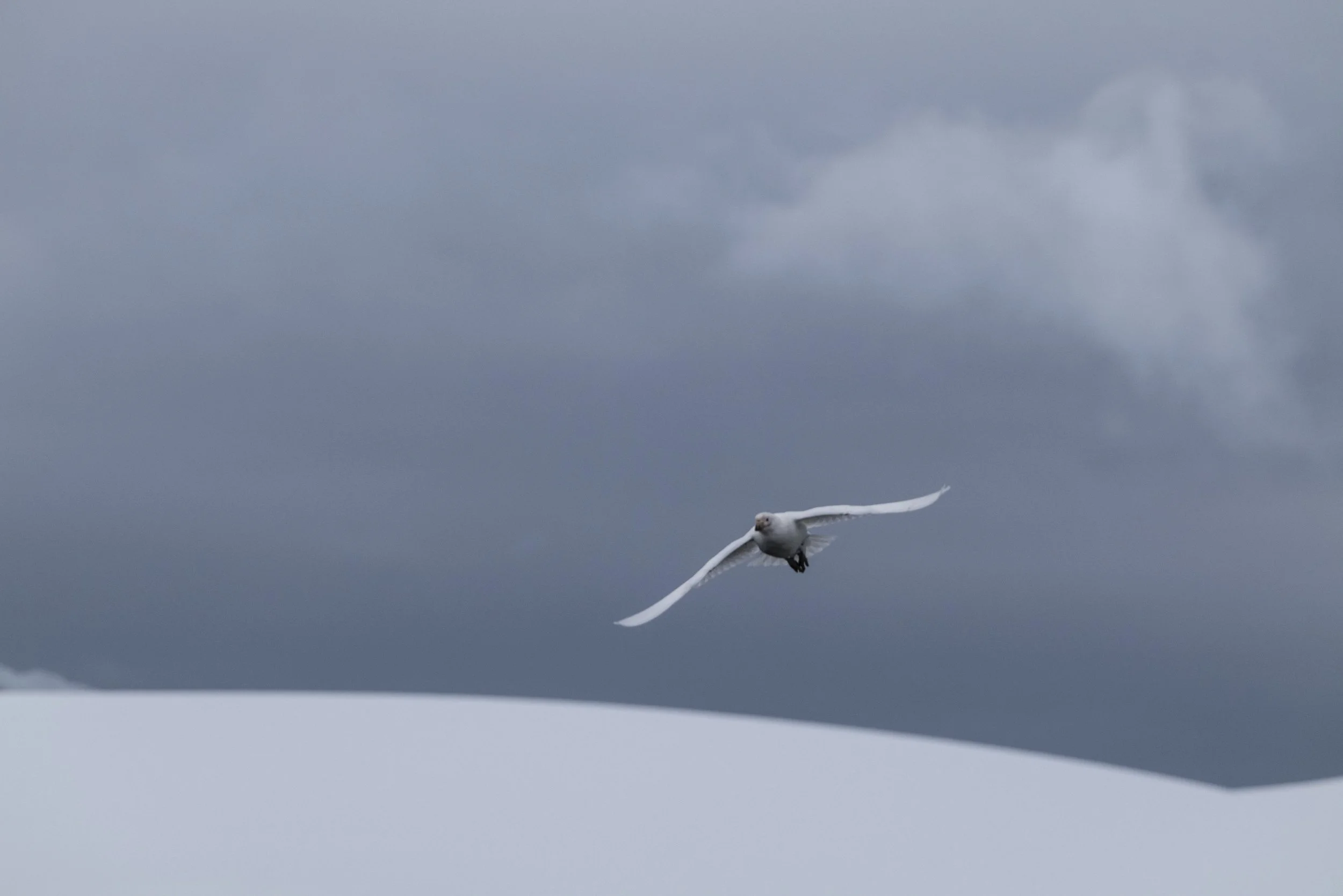 Joseph Seif - Antarctica -1060037.jpg
