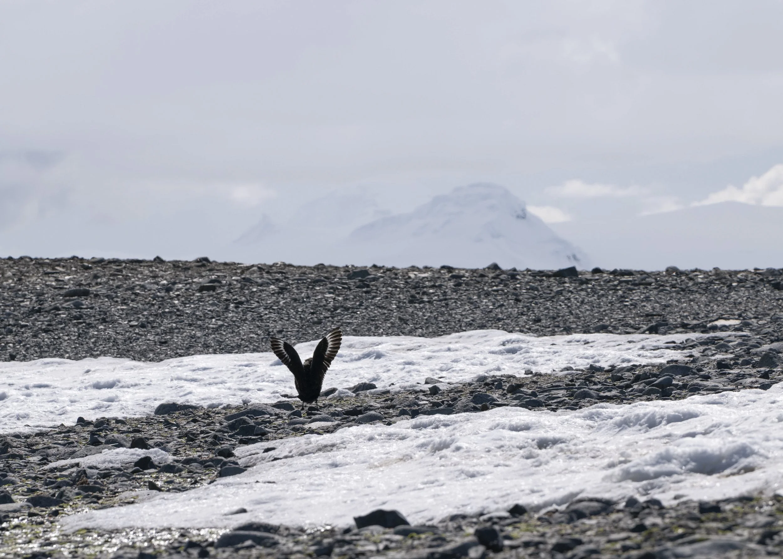 Joseph Seif - Antarctica -1010528.jpg
