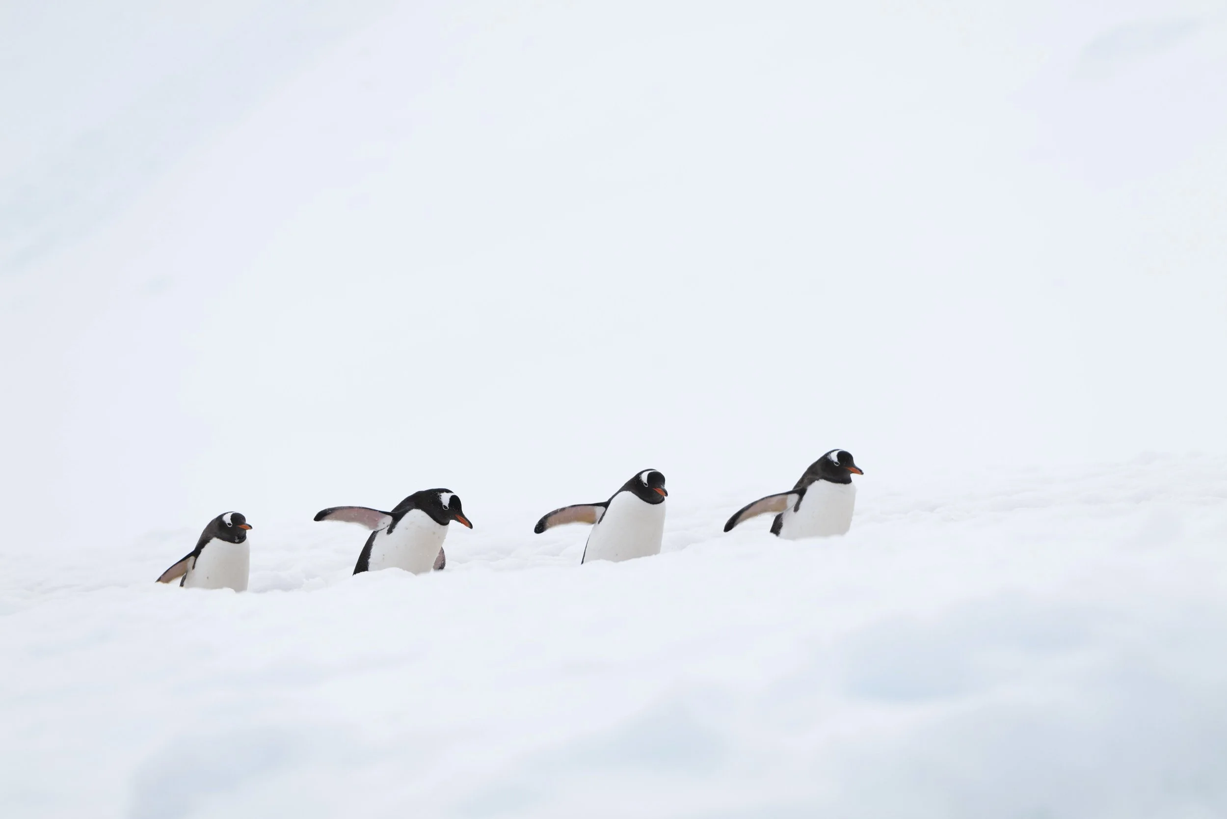 Joseph Seif - Antarctica -1040983.jpg