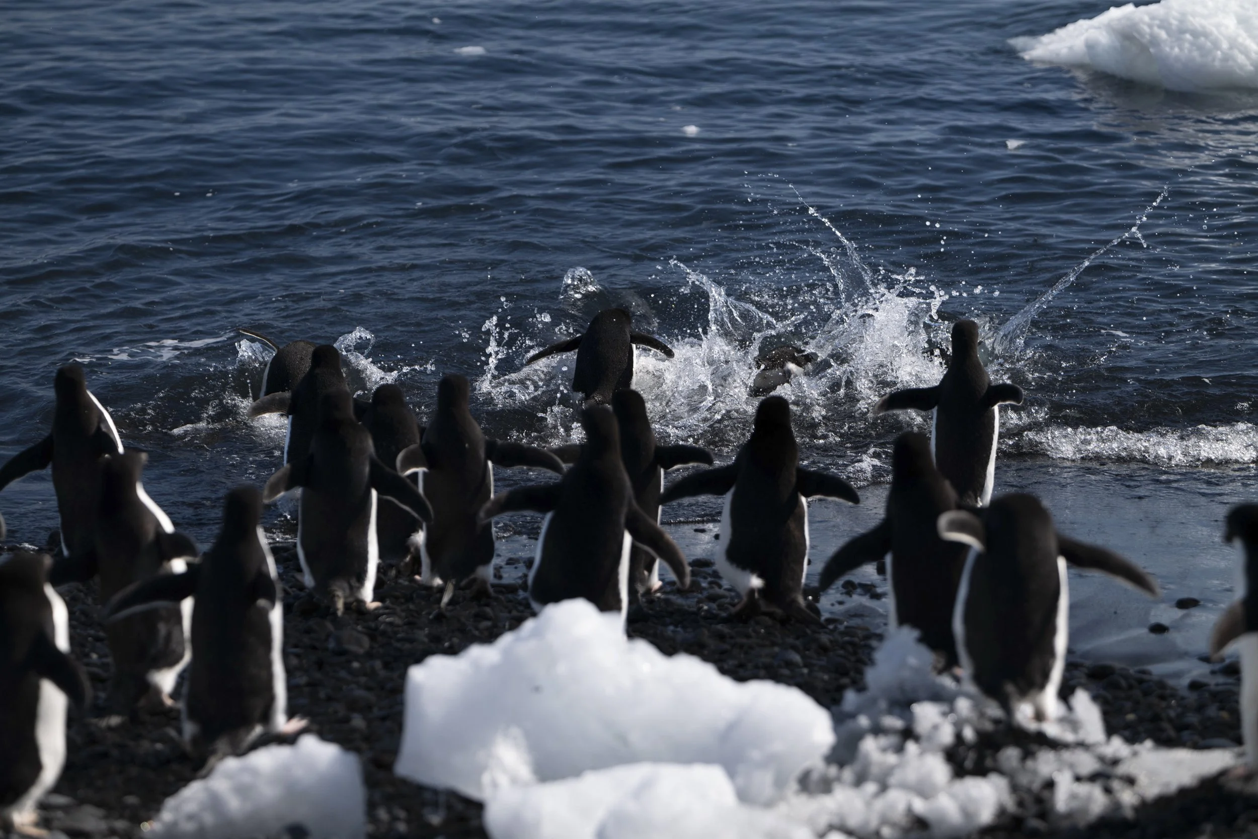 Joseph Seif - Antarctica -1020155.jpg
