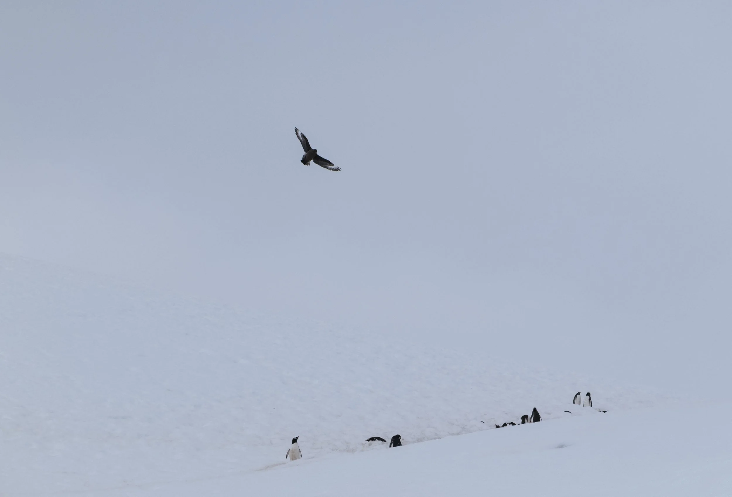 Joseph Seif - Antarctica -1050438.jpg