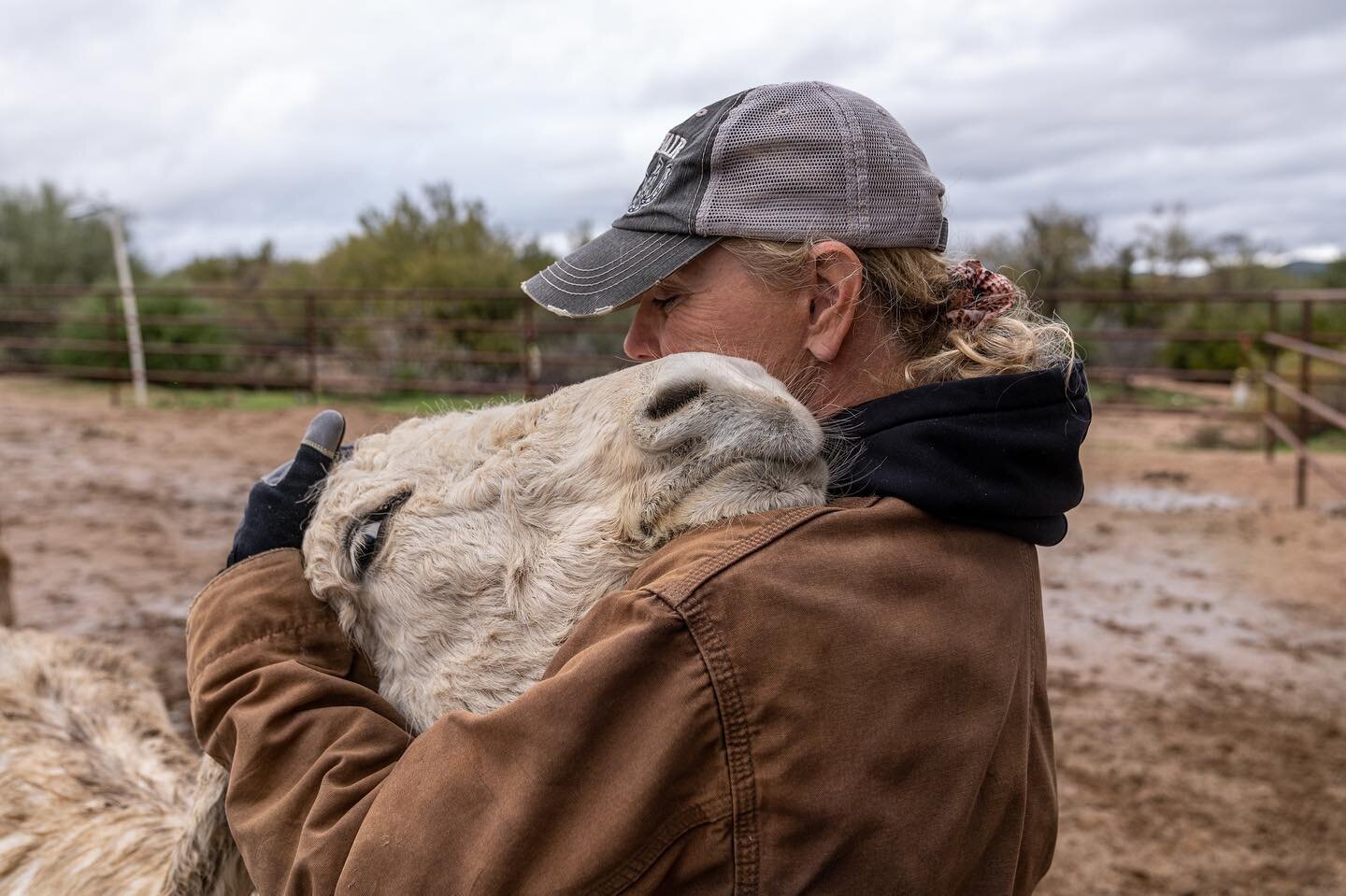 This donkey sanctuary might look soaked, but it is actually being impacted by drought in a big way. 

@thehangrydonkeyranch relies on hauled water to fill their 5,000 gallon tank tank. Recently, the city of Scottsdale, which is the closest city, cut 