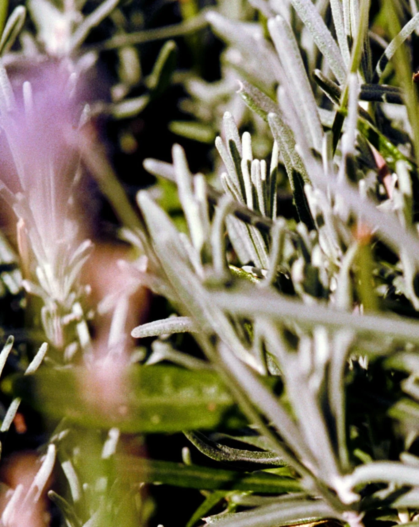 la bruket - swedish wellbeing-7.jpg