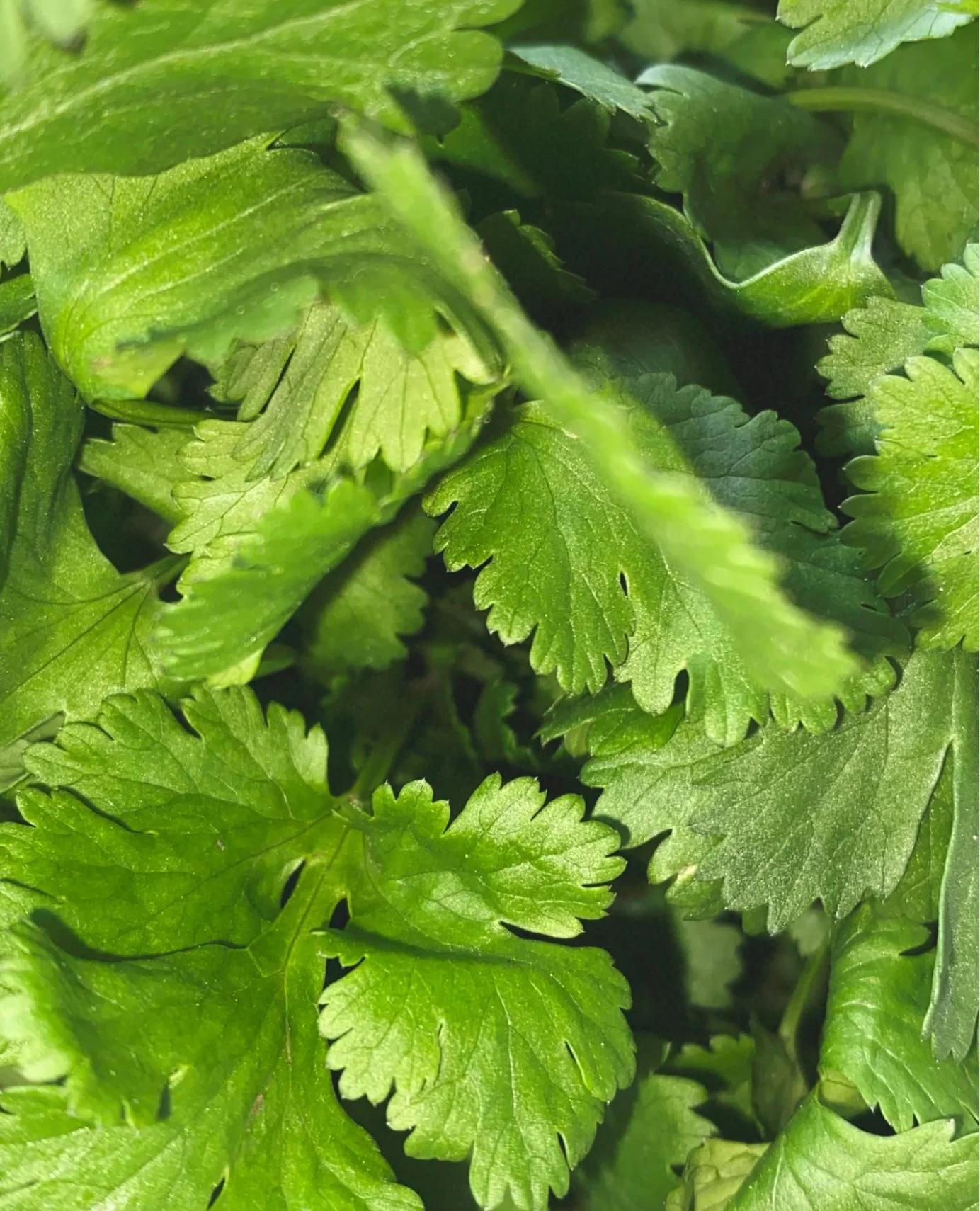 la bruket - swedish wellbeing-22.jpg