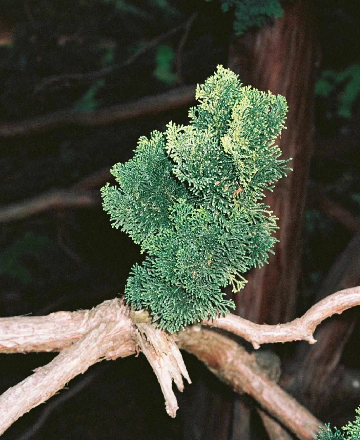 la bruket - swedish wellbeing-23.jpg