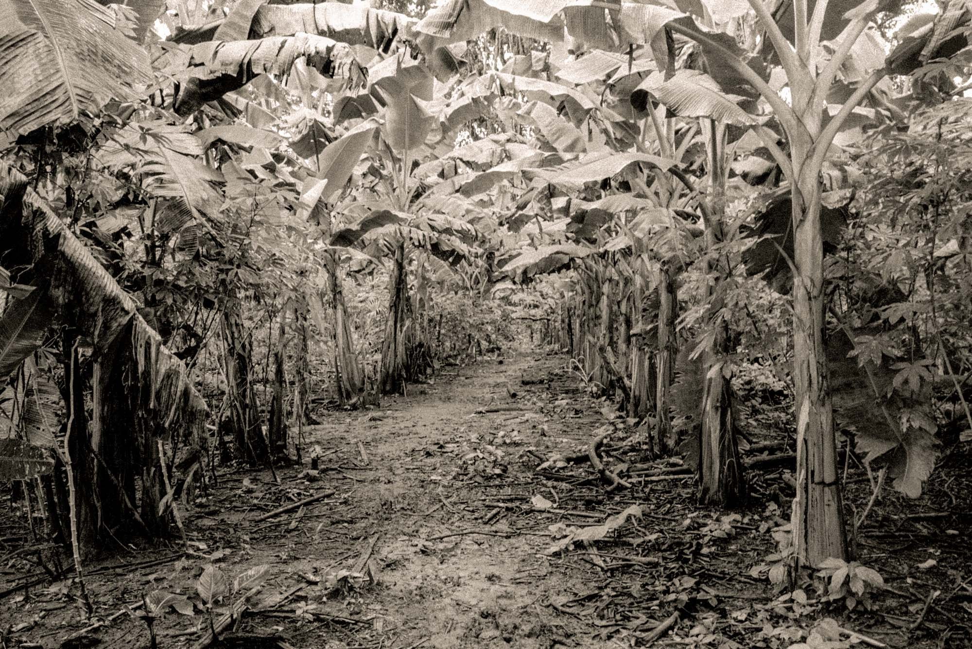 Path Through Banana Trees
