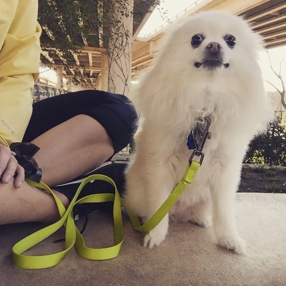 zilker_molly.jpeg