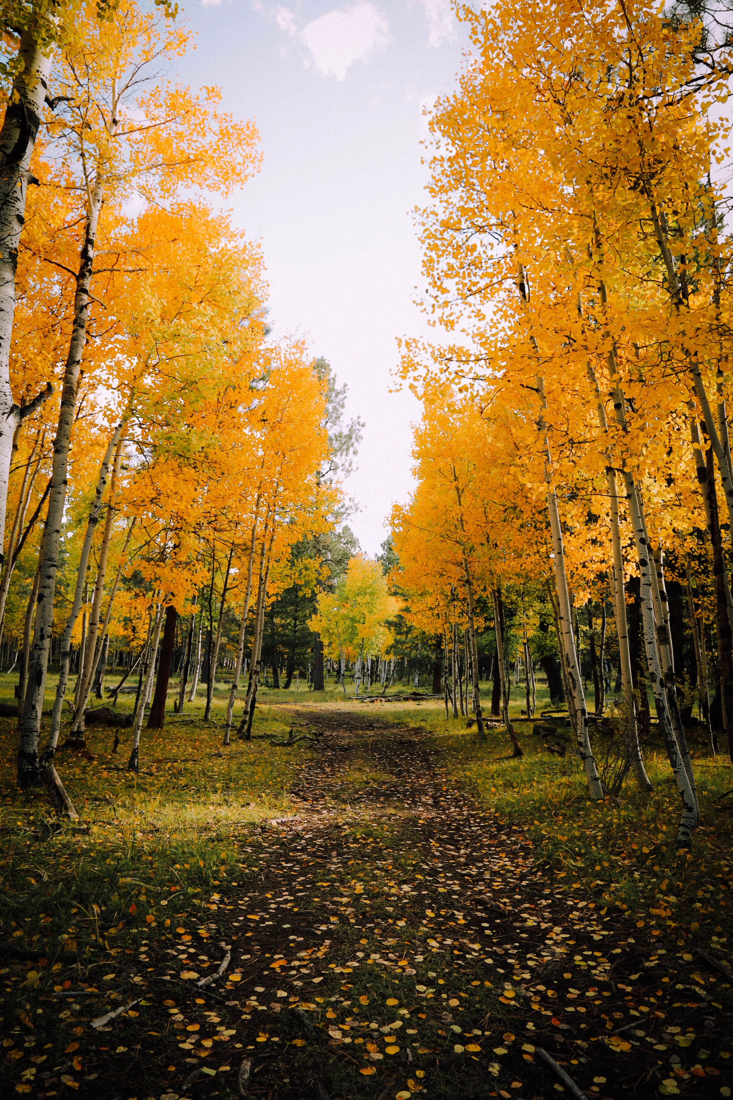 aspens (10 of 19) copy.jpg