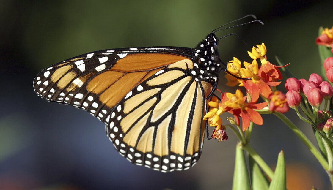 monarch-butterfly-ISTOCK-1120.jpg