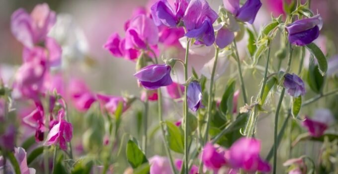 purple-flower-sweet-pea-nature-flower.jpg
