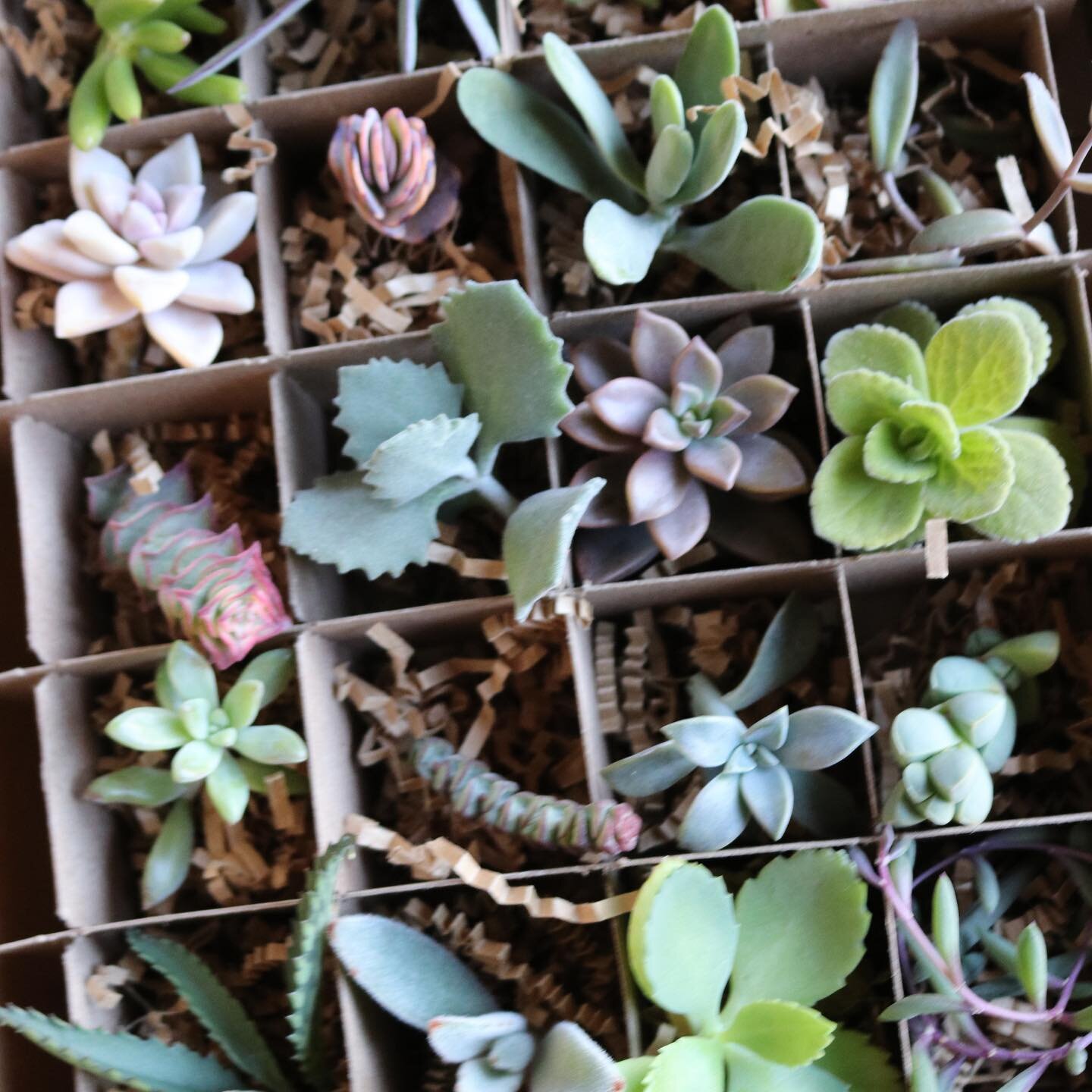 Box of succulent cuttings? Can be shipped. Message me for details! #succulentcuttings #succulents #succulentbabies #spillingbeanssucculents