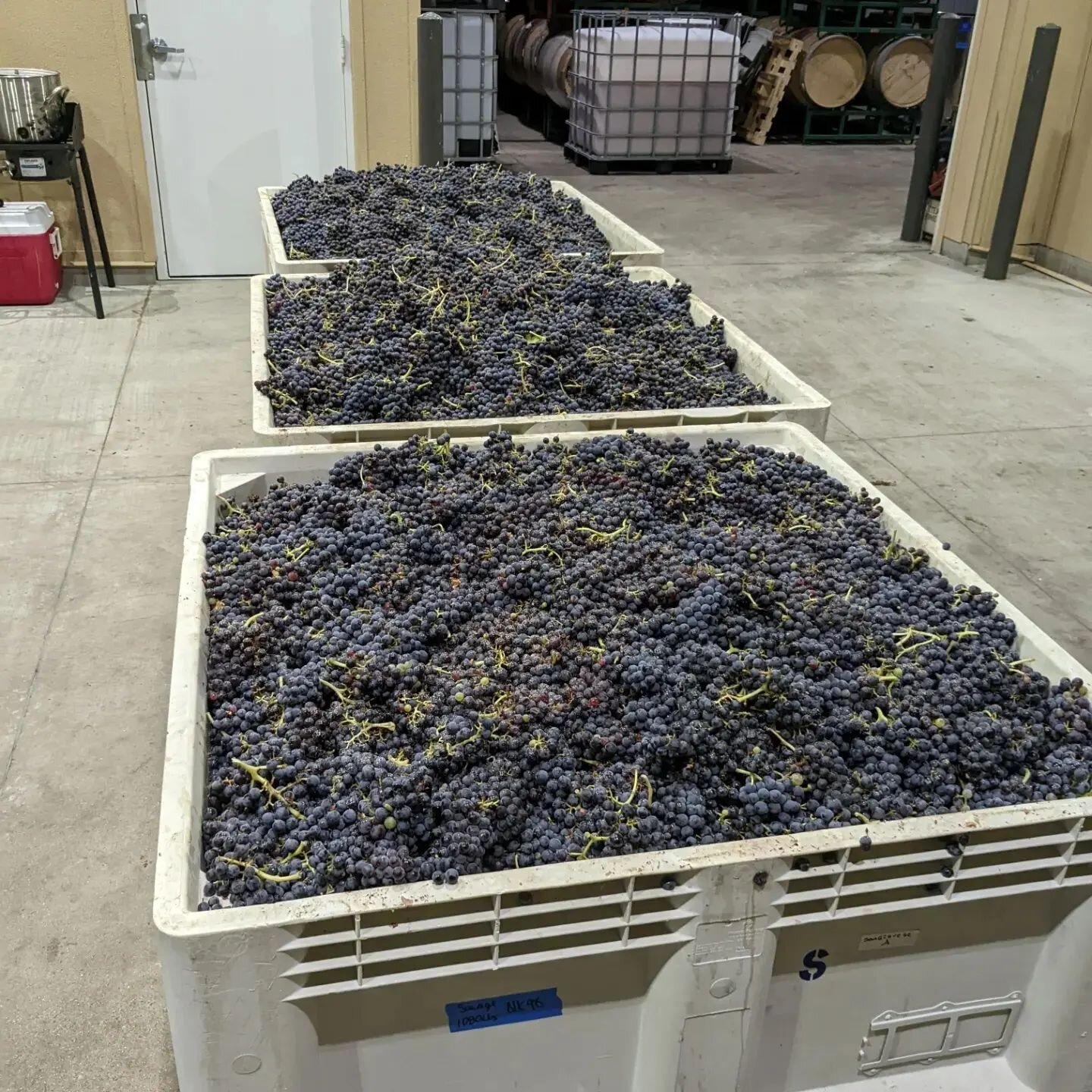 And we're off! Today's 4AM grape pick is brought to you by gorgeous Paso Robles Grenache from atop the sea-breeze-kissed hills of the Adelaida District AVA. And Starbucks! ⚡

3 weeks earlier than usual but the ripeness is there and these grapes would