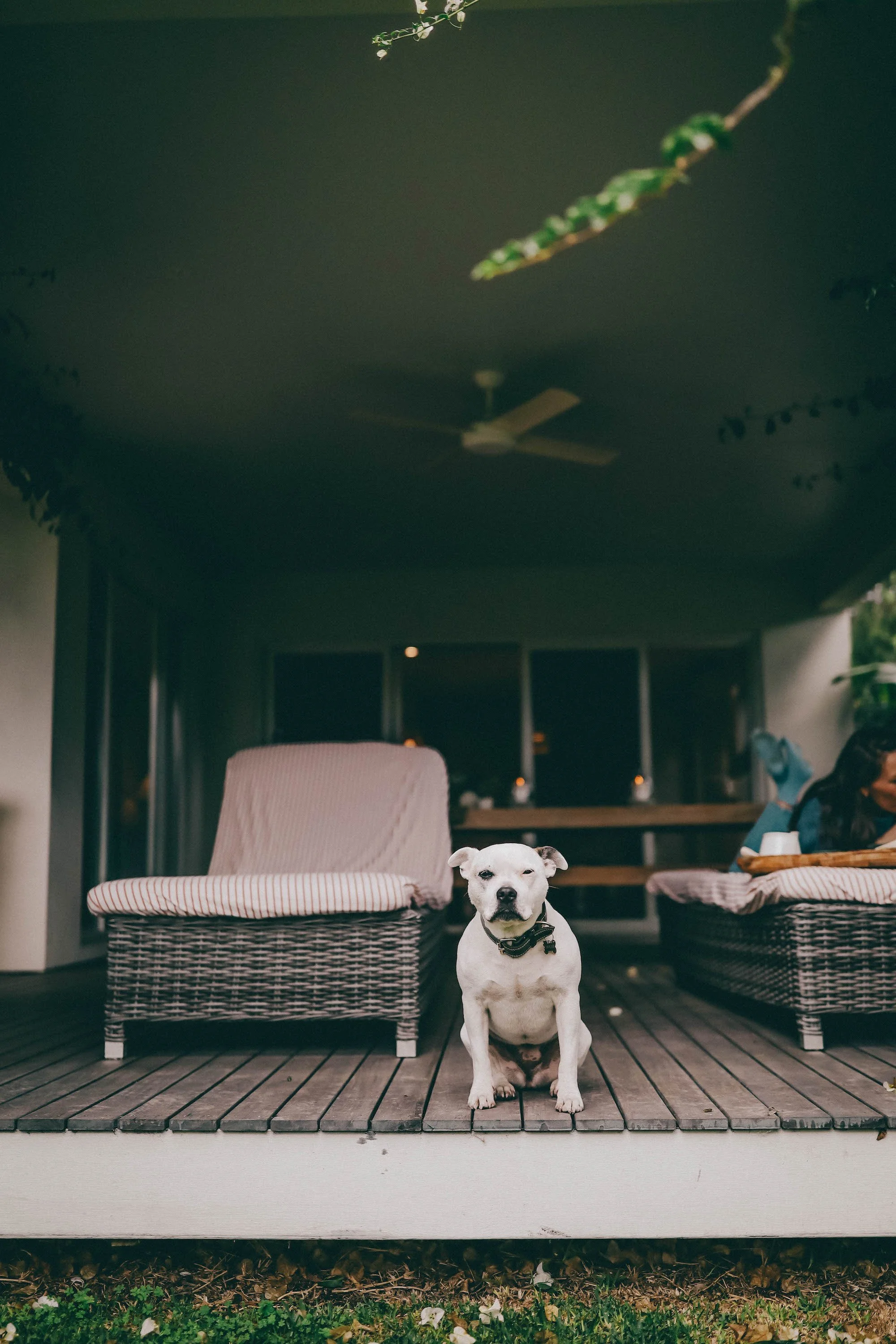 dog on the verandah.jpg