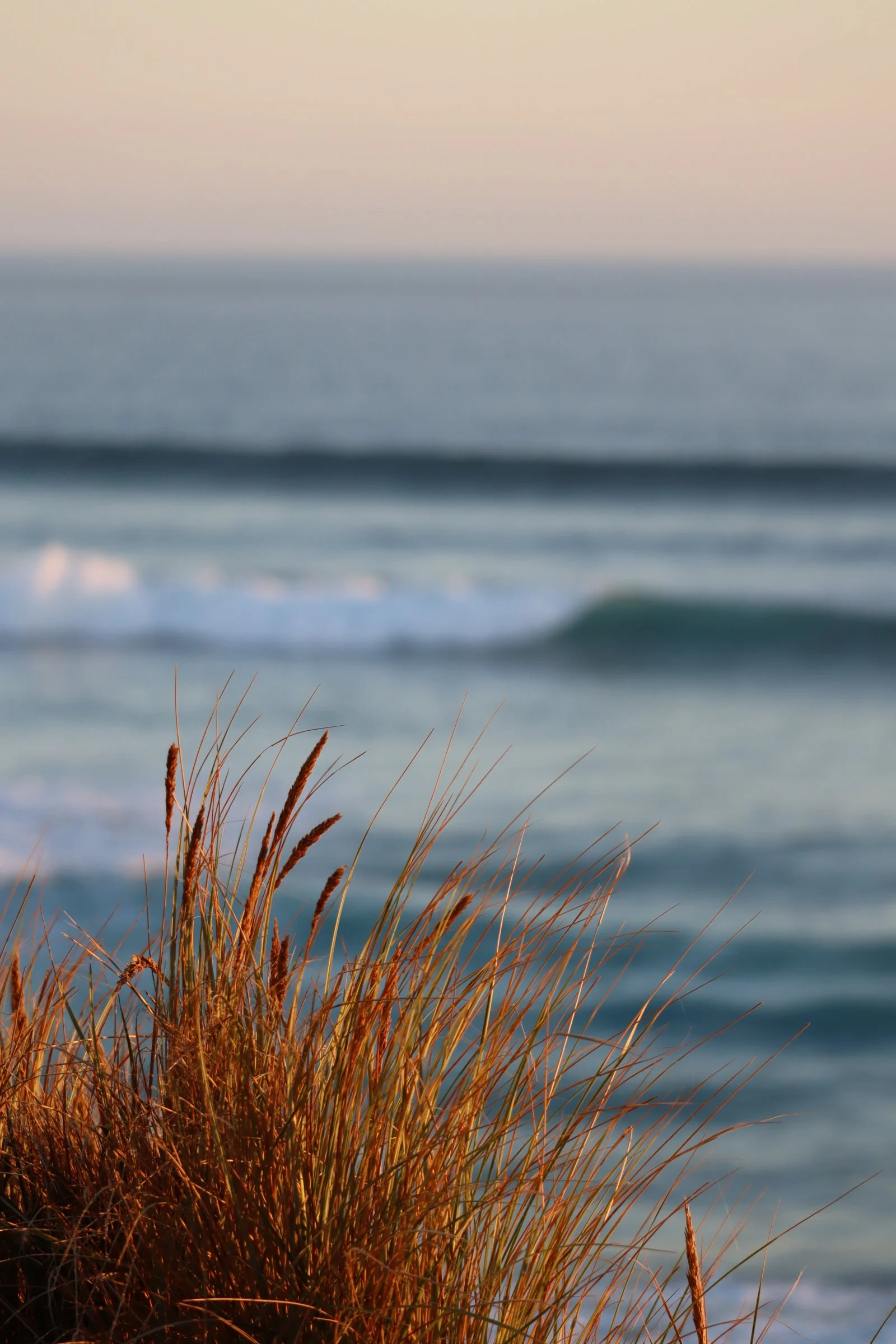 Golden grass close-up with the ocean glowing behind, Phillip Island