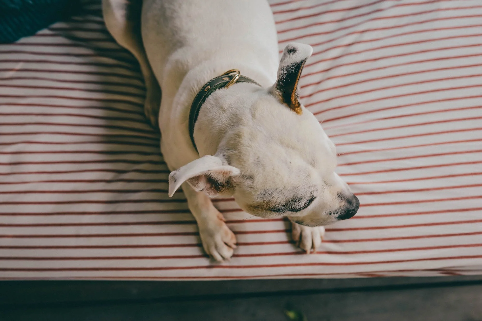 dog on daybed and verandah retreat pet frienly stay.jpg