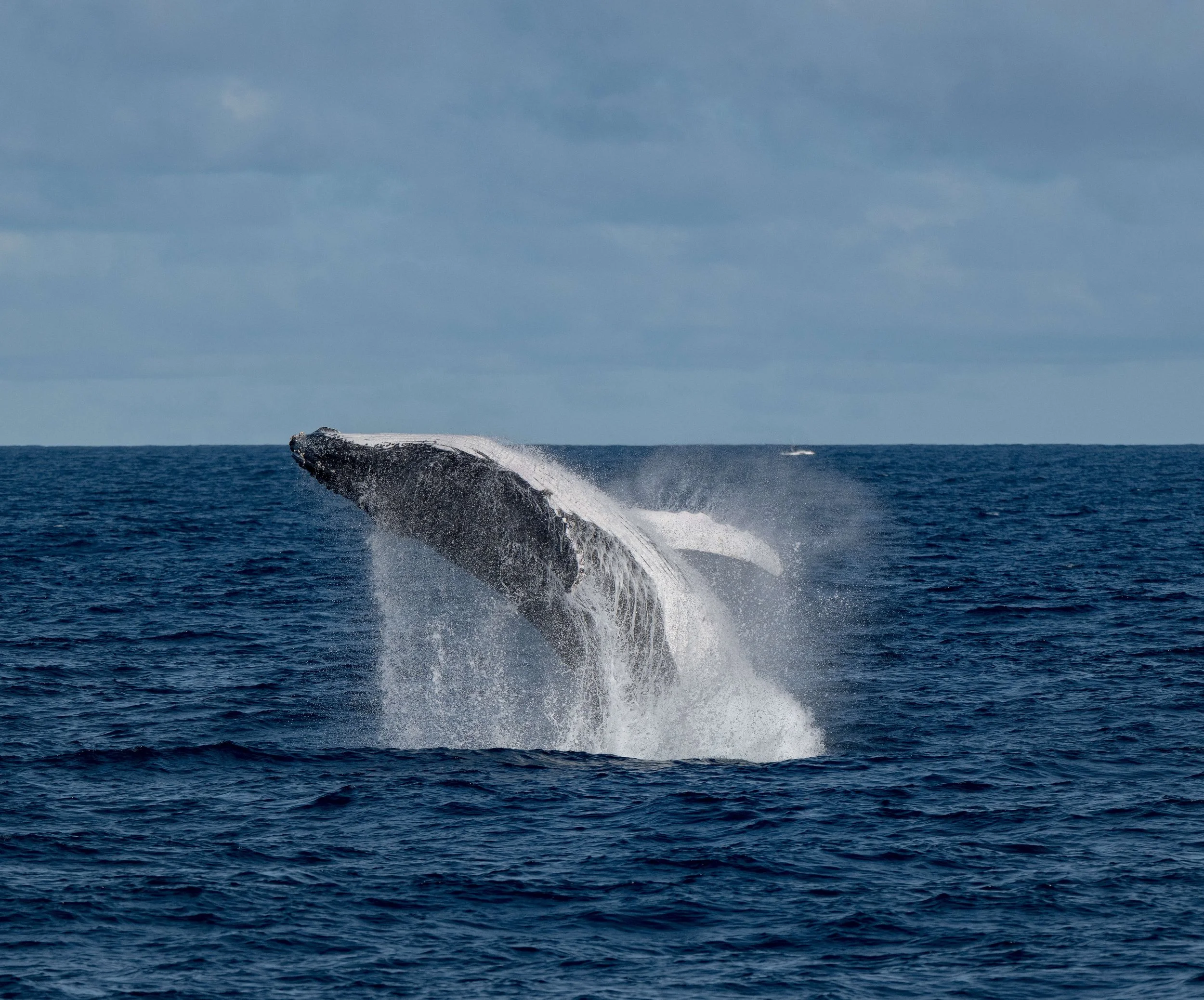 Humpback whale in Bass Strait off Phillip Island