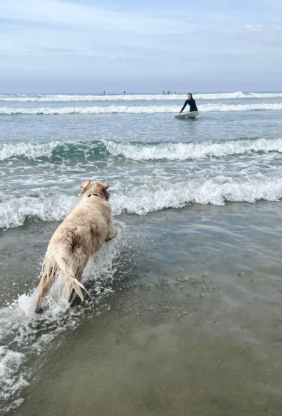 1. dog-friendly-beach-phillip-island.jpeg