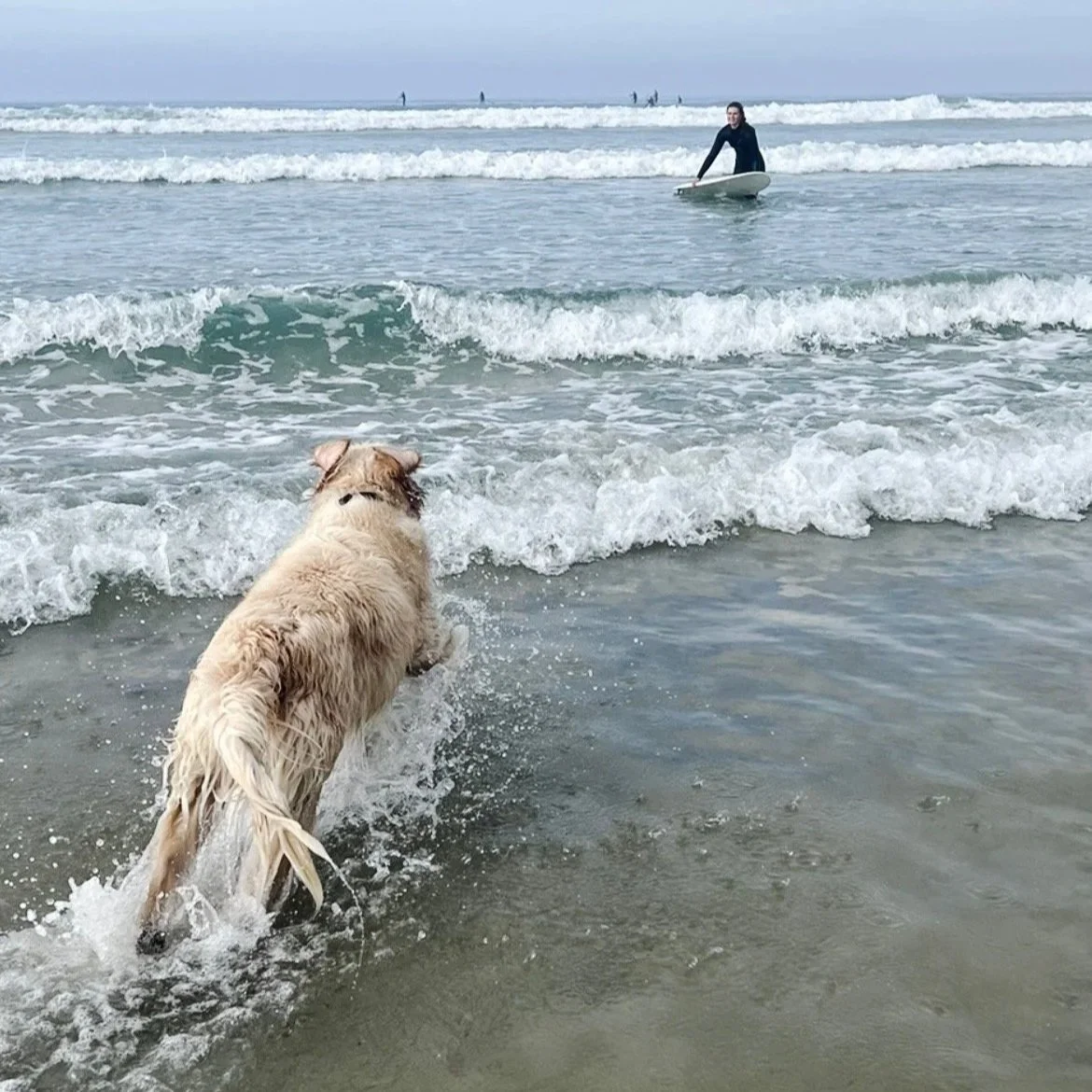 dog playing in surf pet friendly beach phillip island
