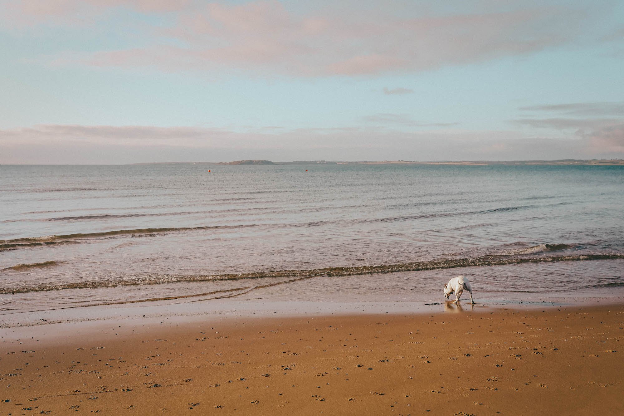 dog at the shoreline cowes beach.jpg