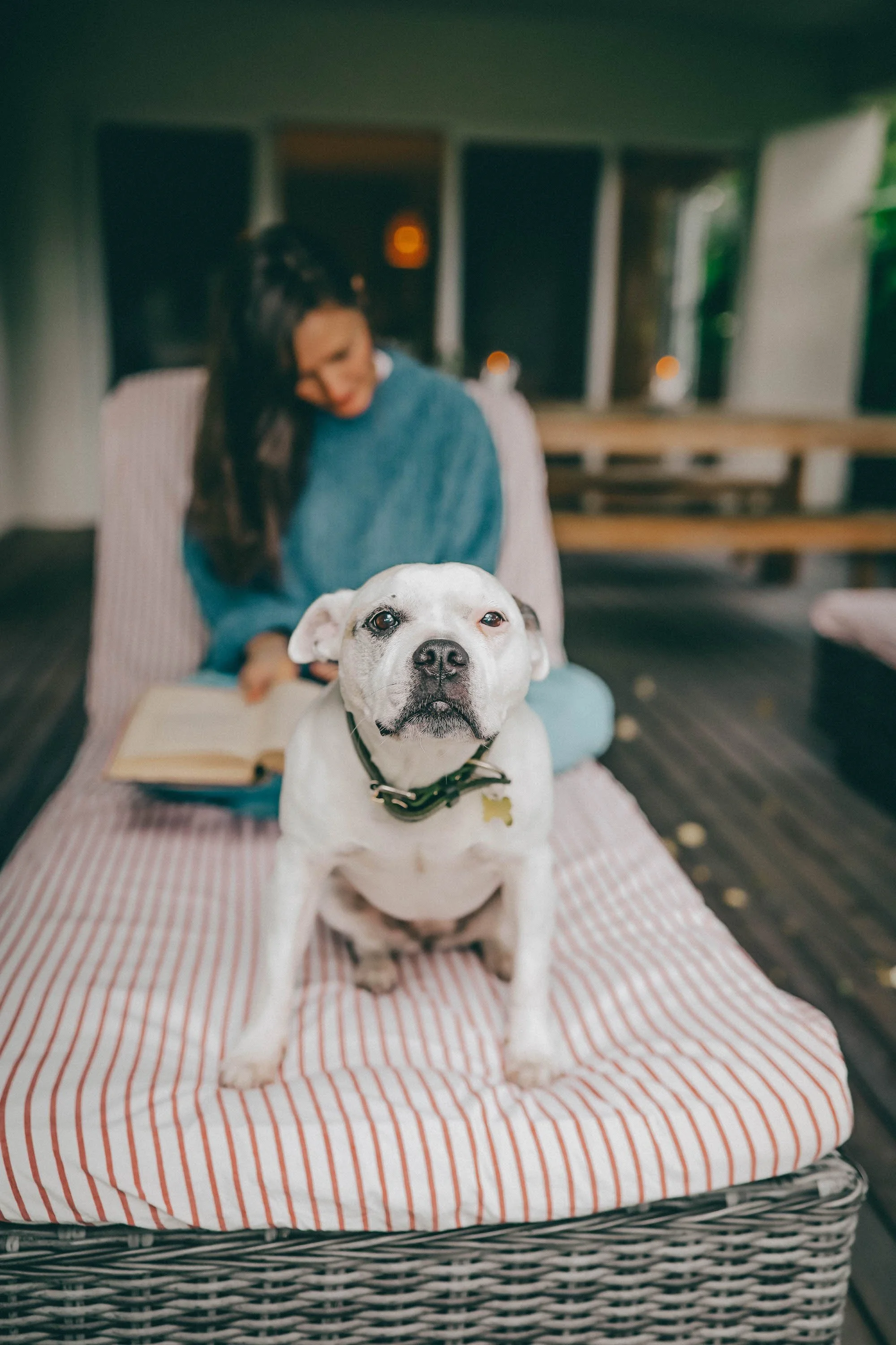 verandah-retreat-dog-friendly-accommodation-phillip-island.jpg.jpg
