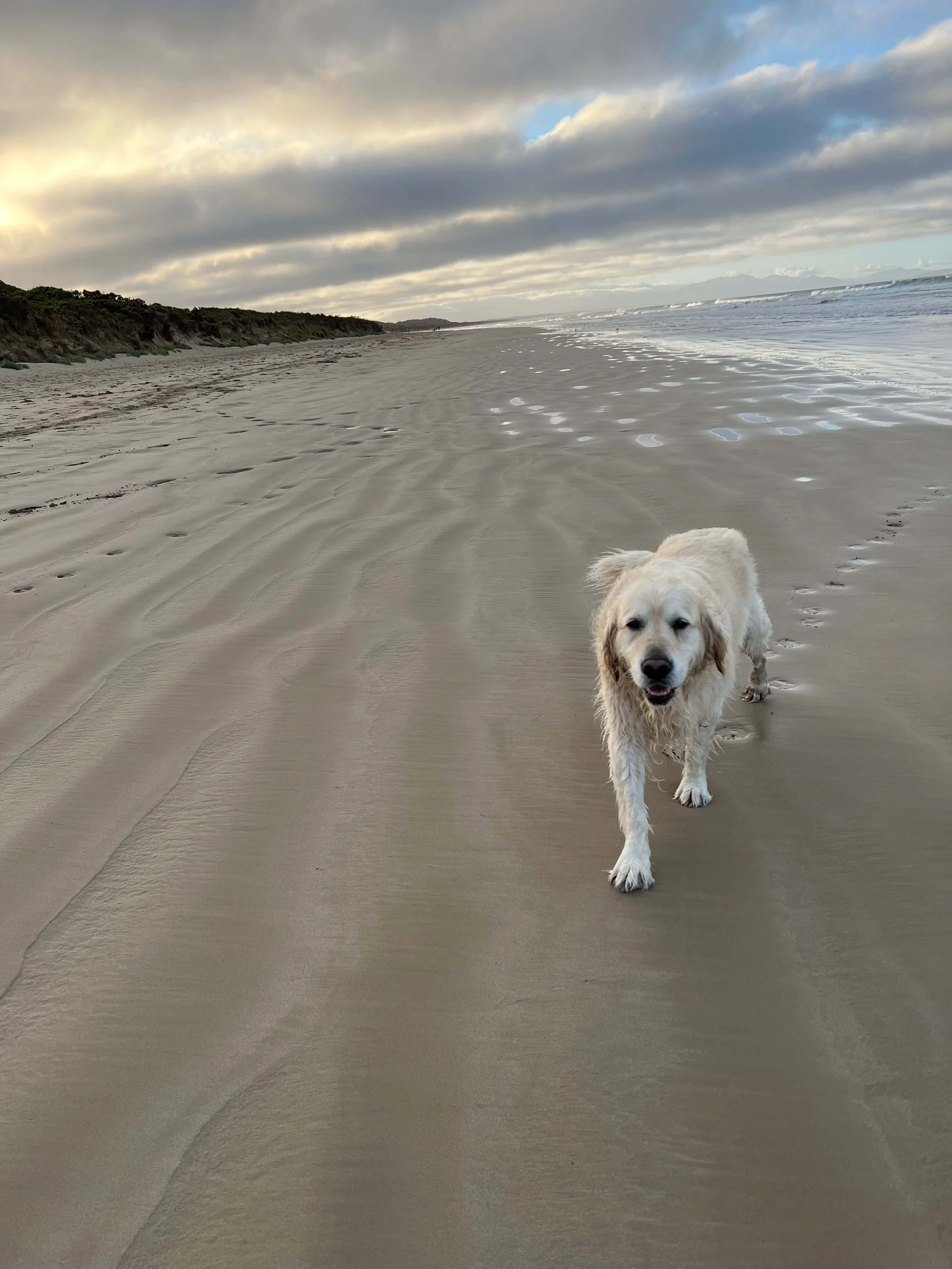 6. off leash beach walk pet friendly stay.jpg