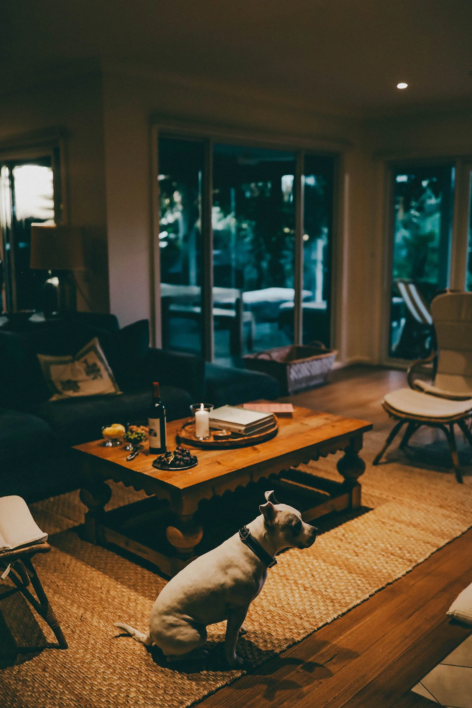 dog in living room at verandah retreat pet friendly accommodation.jpg