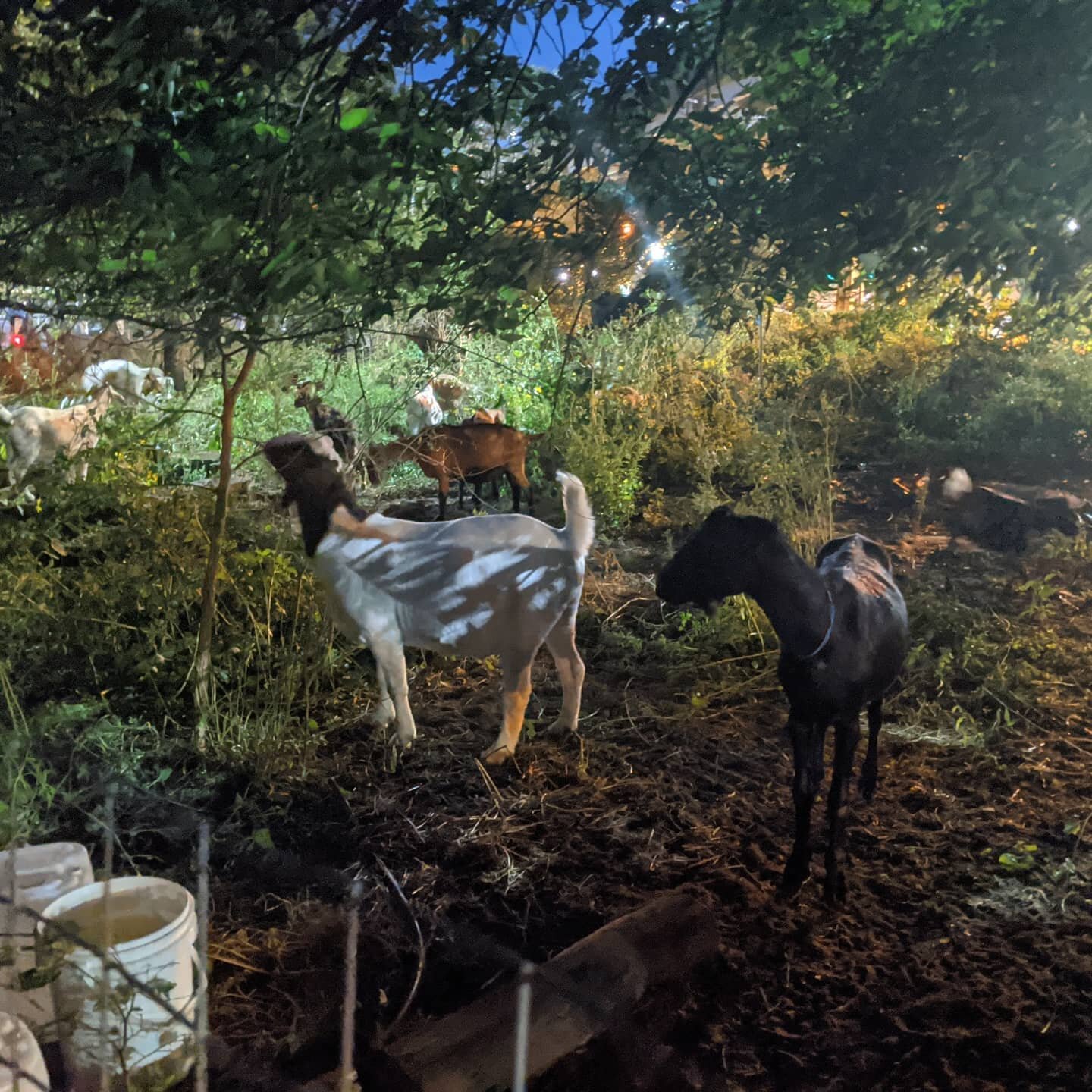 #goats #weedcontrol #urbanfarm
