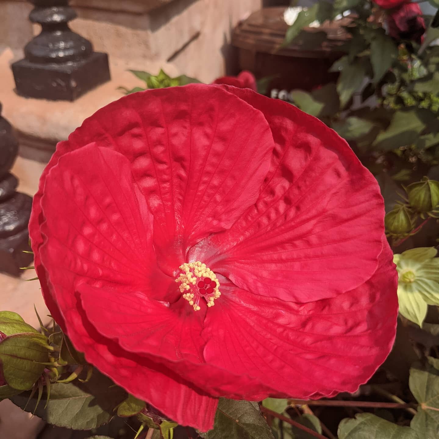 #hibiscus