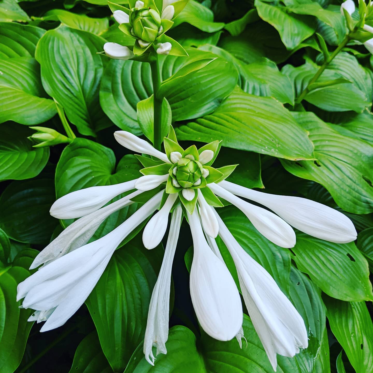 #Hosta