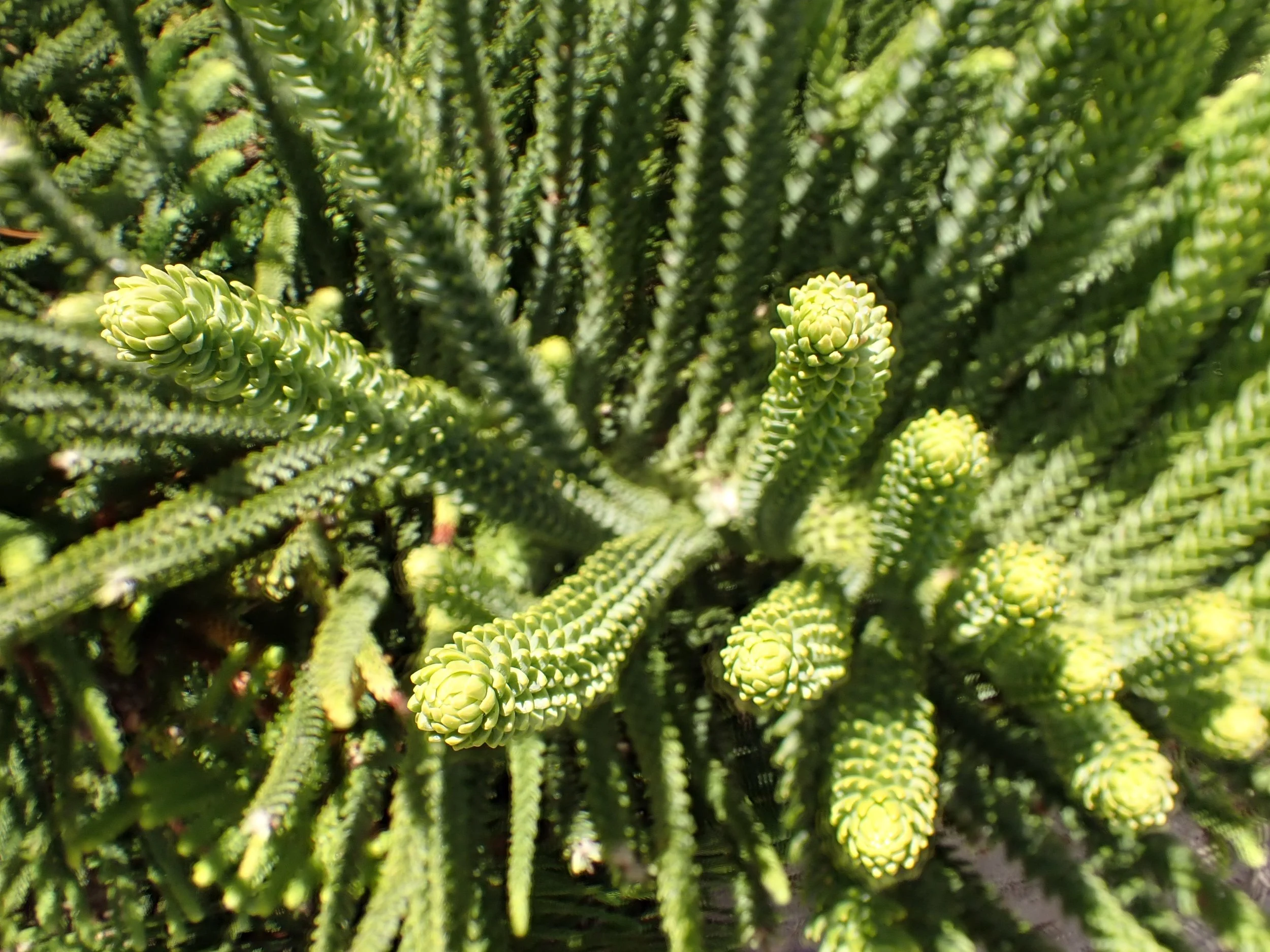 P1017874.JPG
