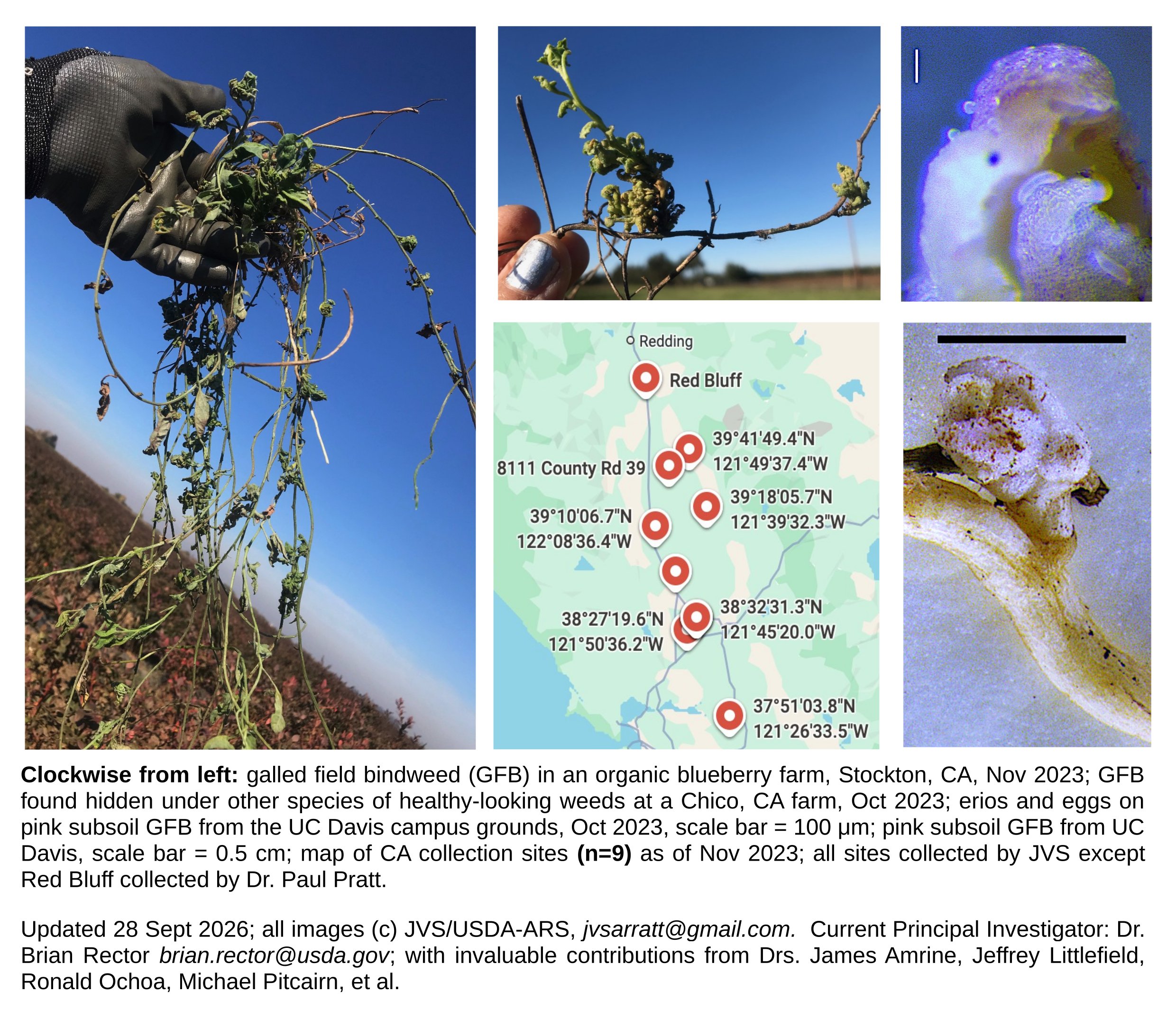 Four photos of galled field bindweed and a map of nine sites in California; flyer updated September 2026.