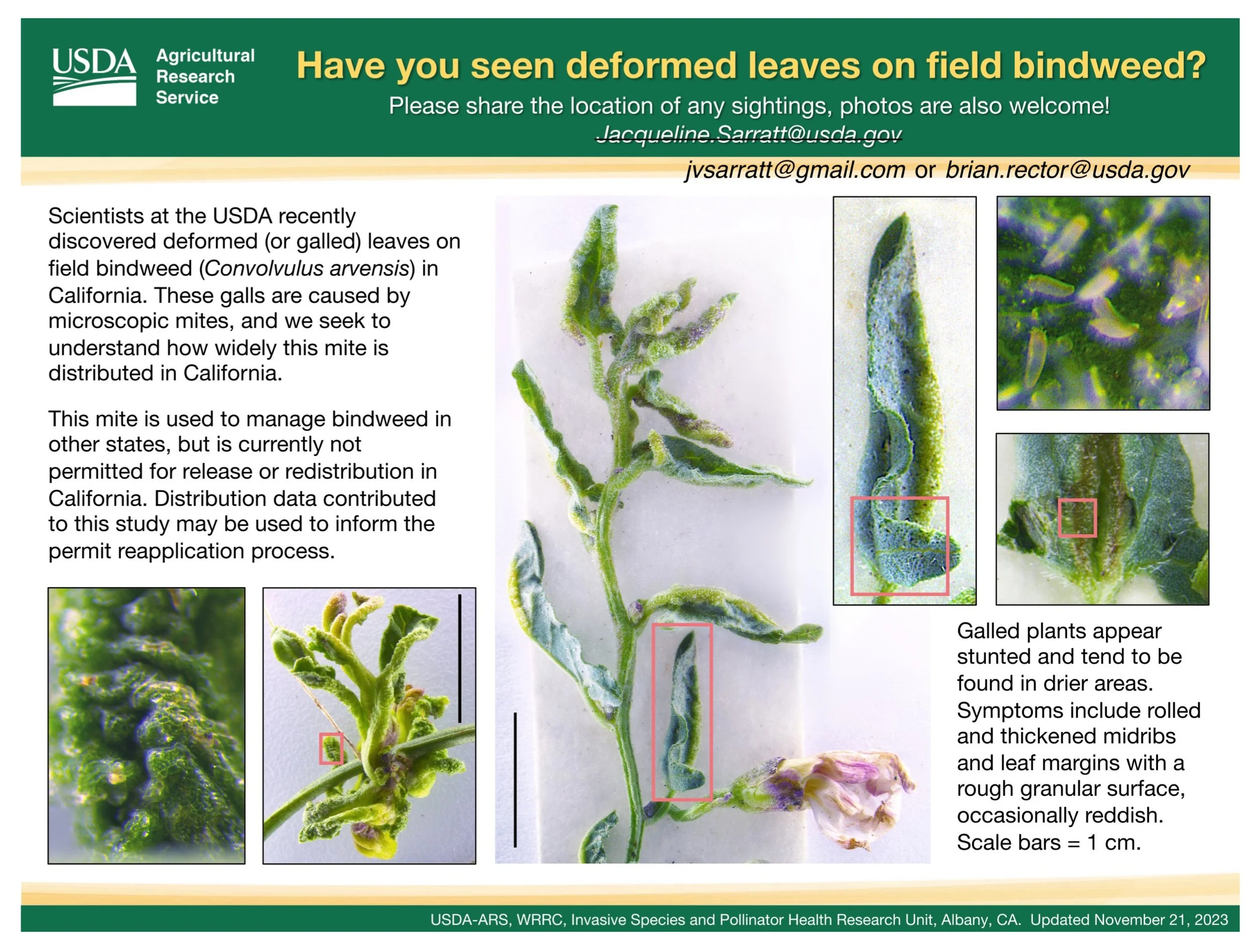 USDA-ARS Have you seen deformed leaves on field bindweed? Please share the location of any sightings, photos are also welcome!